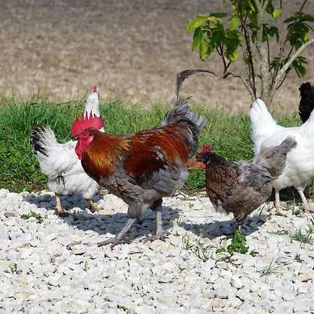 Homestay Ferme Brasseyrou - Classique