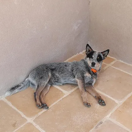 Ferme Brasseyrou - Classique