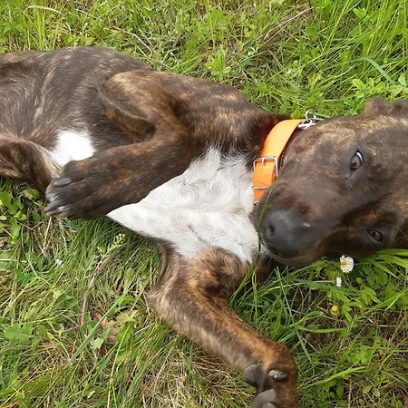 Homestay Ferme Brasseyrou - Classique *