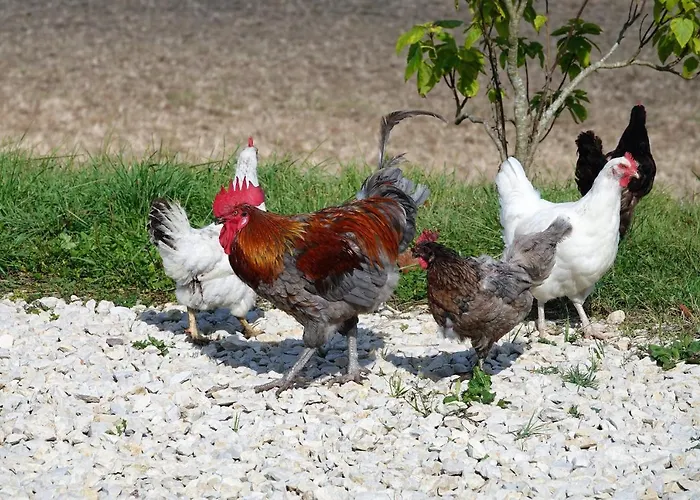 منزل للإقامة Ferme Brasseyrou - Classique