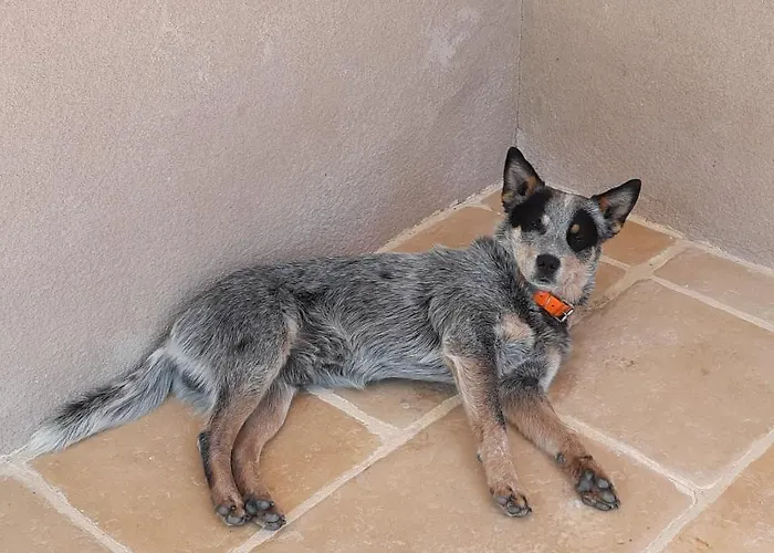 Ferme Brasseyrou - Classique