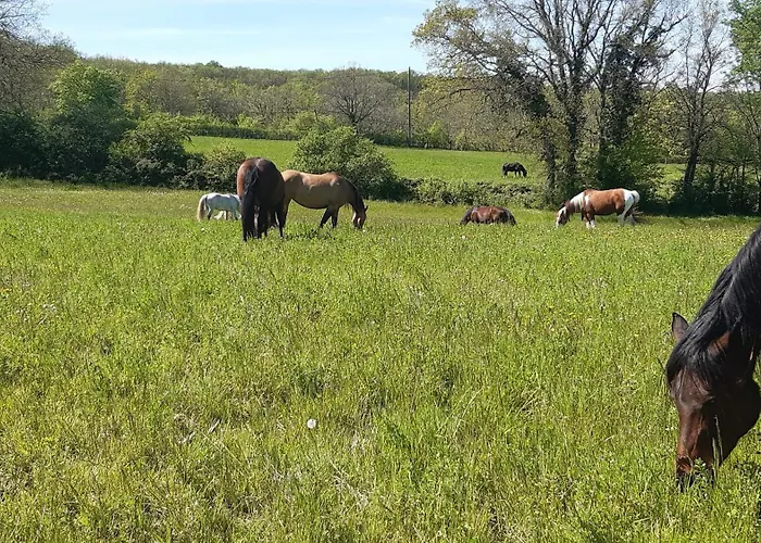 Ferme Brasseyrou - Classique منزل للإقامة