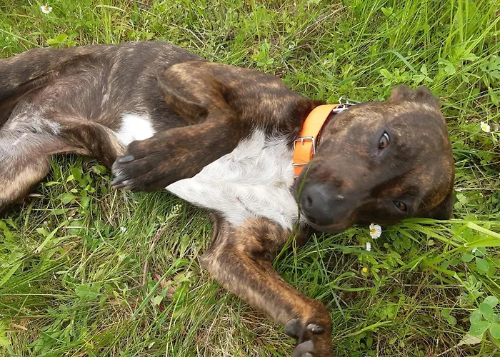 منزل للإقامة Ferme Brasseyrou - Classique *